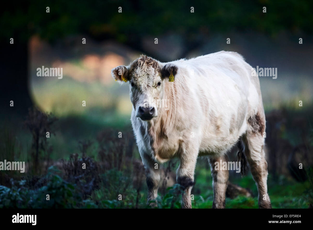 stehende Kuh auf Wiese im frühen Morgennebel in Irland Stockfoto