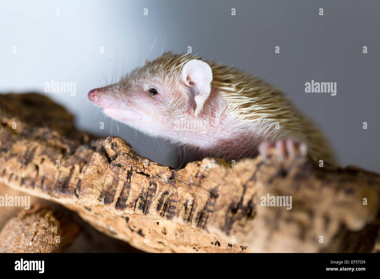 Tierwelt: Weniger Hedgehog Tenrec - "Echinops Telfairi". Stockfoto