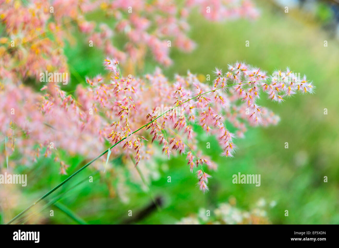Schöne rosa Blume Melinis Repens oder Rose Natal Grass Stockfoto