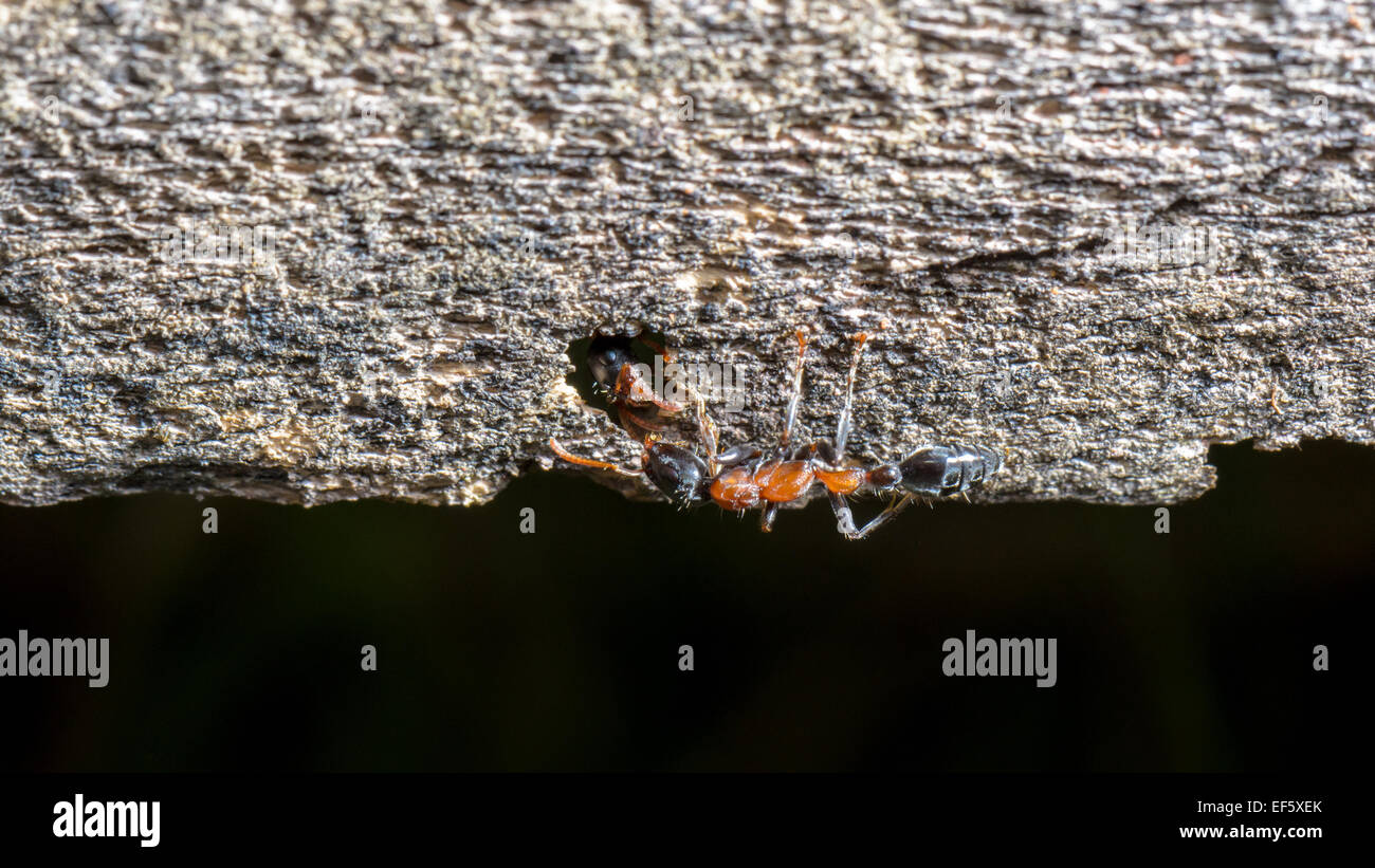 Zwei Tischlerameisen Gruß in Höhlen auf dem alten Holz, Breitbild-09:16 Stockfoto