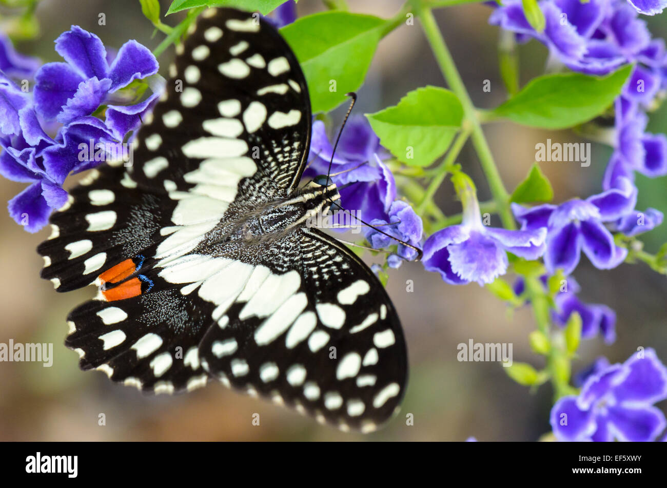 Schwarzen und weißen Flecken von Papilio Demoleus oder Kalk Schmetterling Nektar auf blaue Blume Essen Nahaufnahme Stockfoto