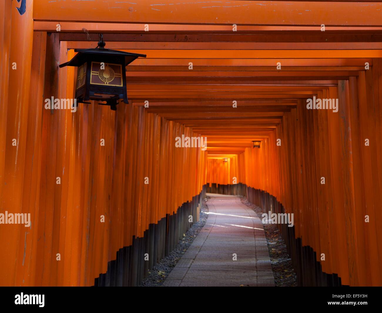 Torii-Tor-Tunnel im Fushimi Inari-Taisha Shinto Schrein in Kyoto, Japan. Stockfoto