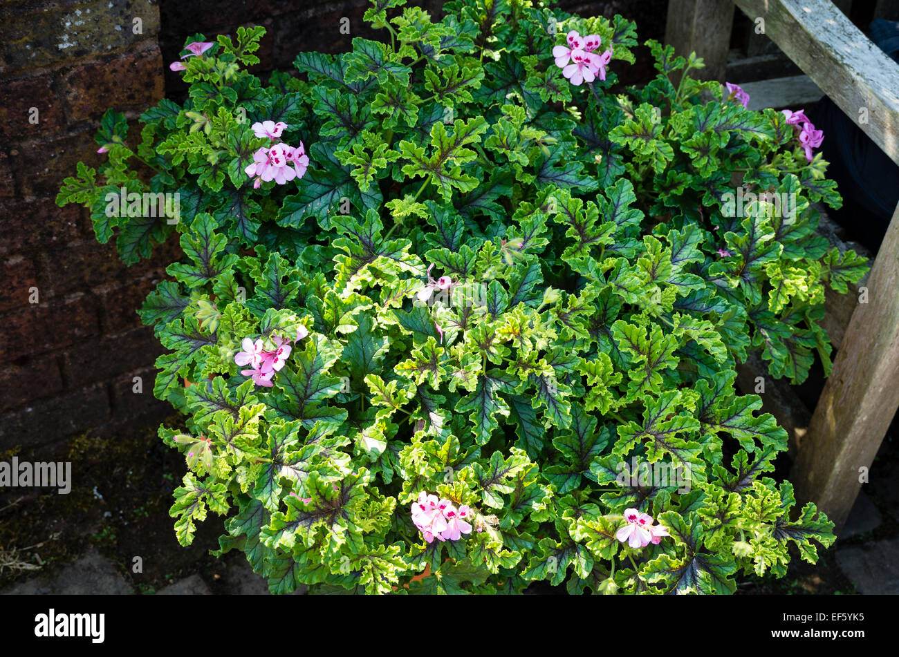 Duftende Blatt Pelargonien Royal Oak Stockfoto