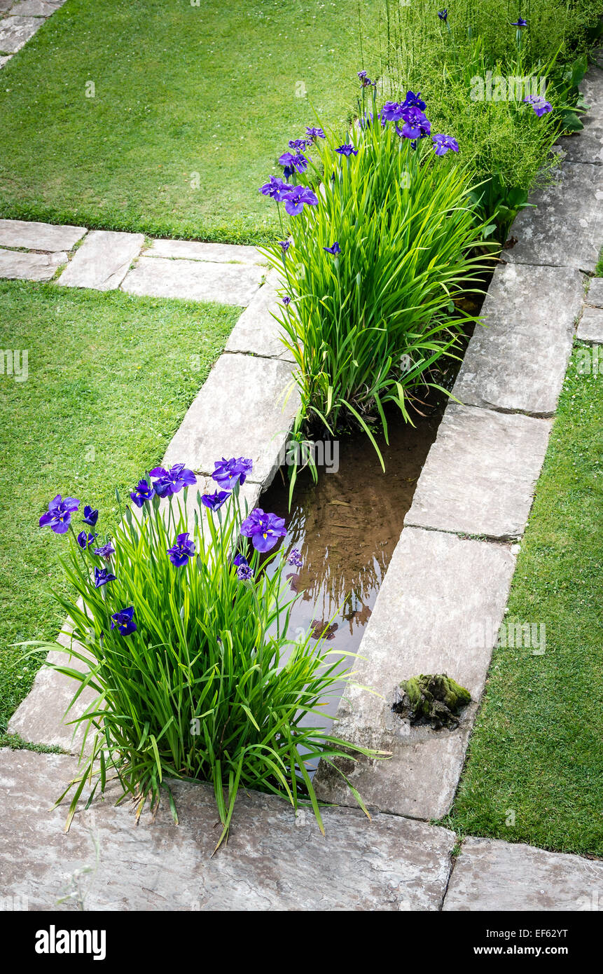 Rill mit Wasser Iris in Hestercombe Gärten Stockfoto