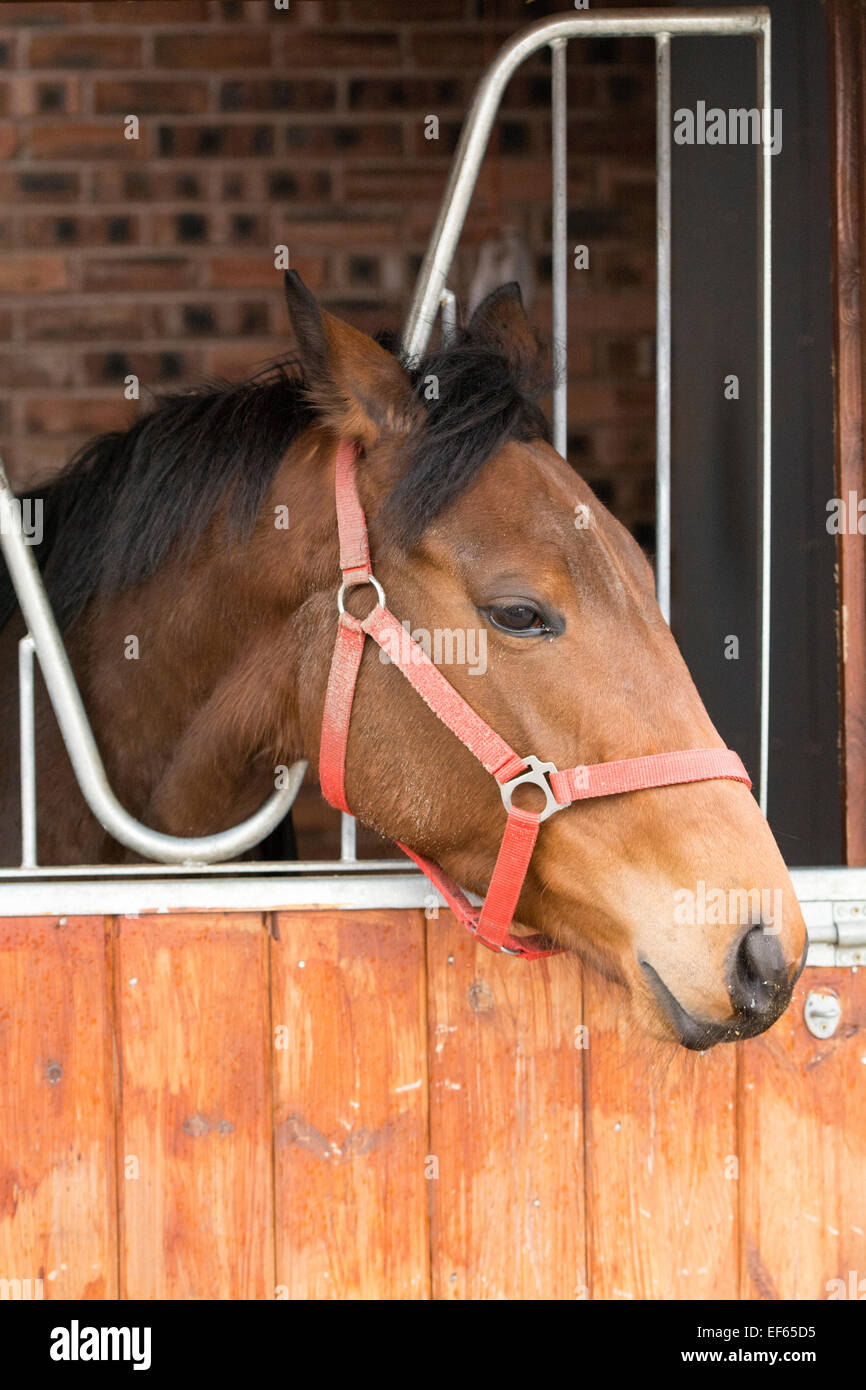 Rotes Pferd mit Blick auf eine stabile Tür. Lancashire, UK. Stockfoto