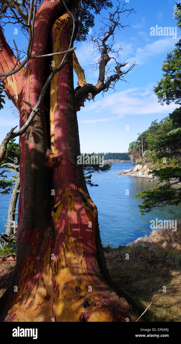 Madrona Baum, Clark Island, San Juan Islands, Puget Sound, Washington State Stockfoto