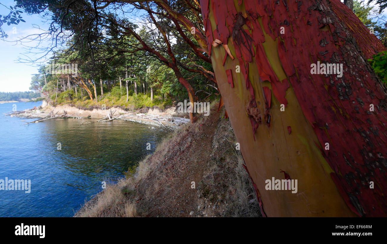 Madrona Baum, Clark Island, San Juan Islands, Puget Sound, Washington State Stockfoto