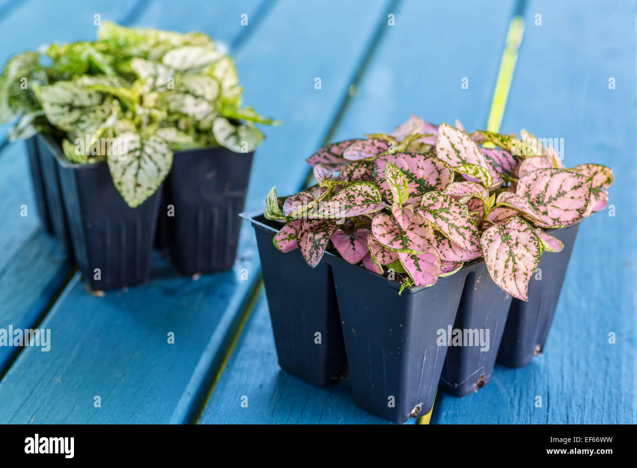 Der gepunktete Pflanze oder Hypoestes Phyllostachy bereit, in den  heimischen Garten verpflanzen Stockfotografie - Alamy