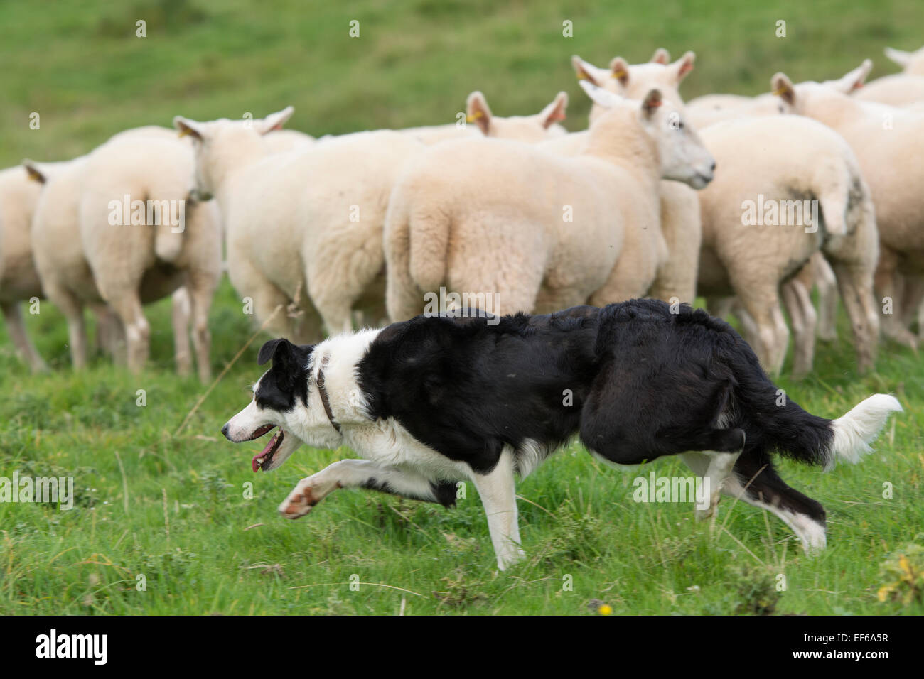 Border-Collie-Schäferhund arbeiten eine Herde von Schafen, Cumbria, UK Stockfoto
