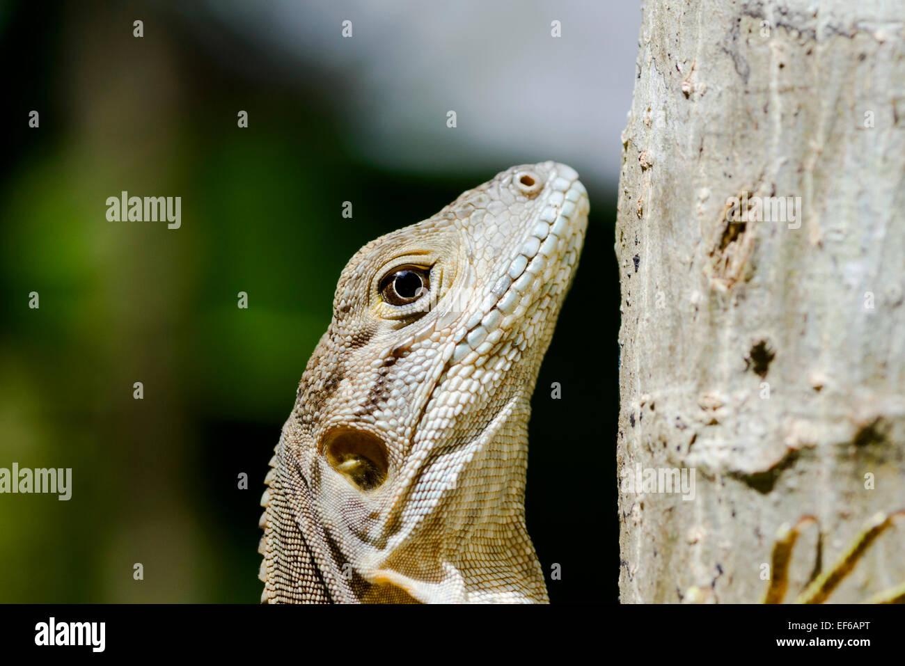 Junge Leguan Klettern Baum, Santa Teresa, Costa Rica, Mittelamerika Stockfoto