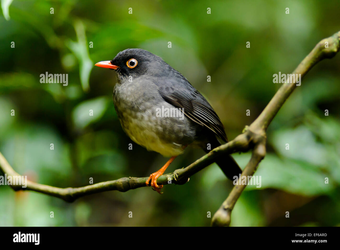 Schieferartiger-backed Nachtigall-Thrush, Monteverde, Costa Rica, Mittelamerika Stockfoto