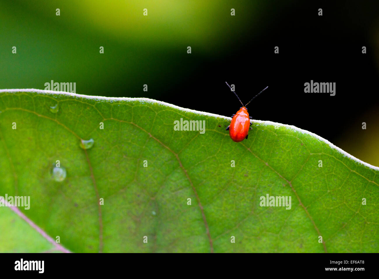 Red Leaf Beetle, Costa Rica, Mittelamerika Stockfoto