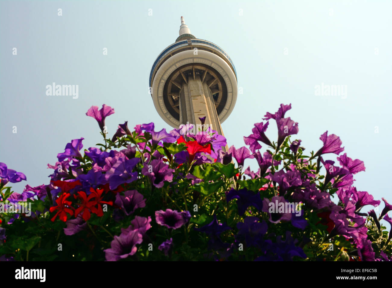 CN Blume, Toronto, Kanada Stockfoto