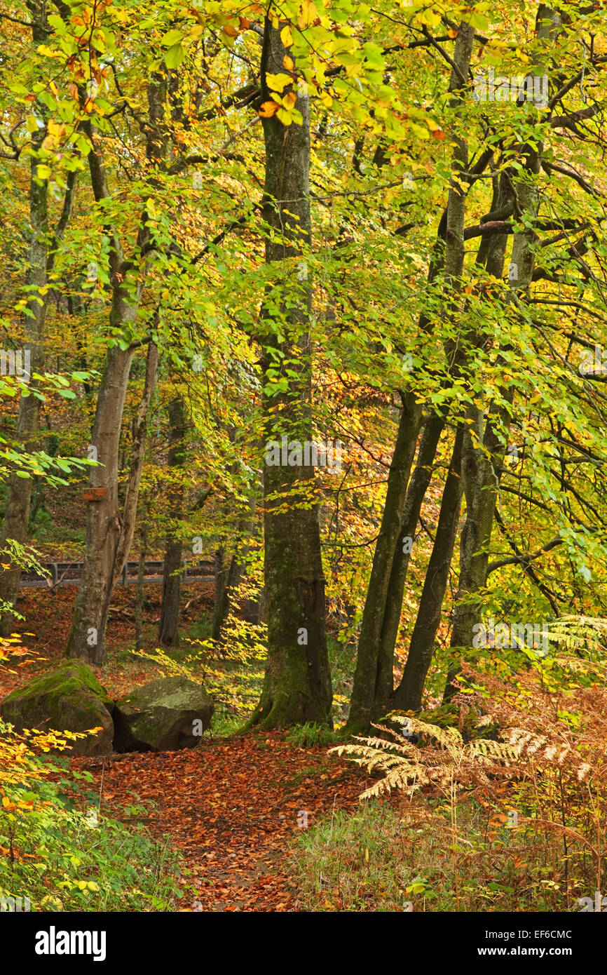 Herbst im Teign valley Stockfoto