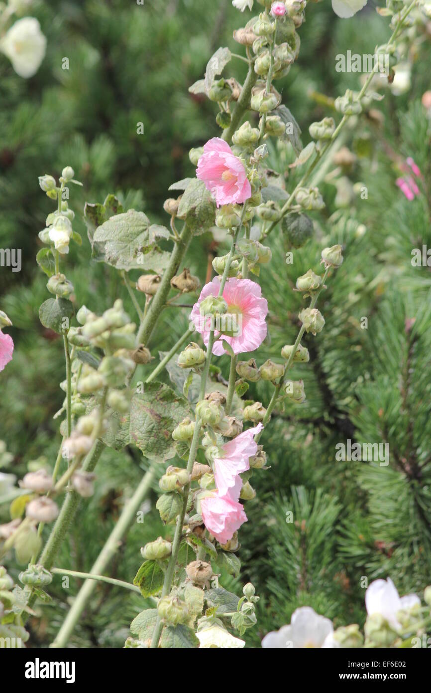 Alcea, allgemein bekannt als Stockrosen. Stockrosen sind beliebte Zierpflanzen Gartenpflanzen. Sie sind heimisch in Asien und Europa, Stockfoto