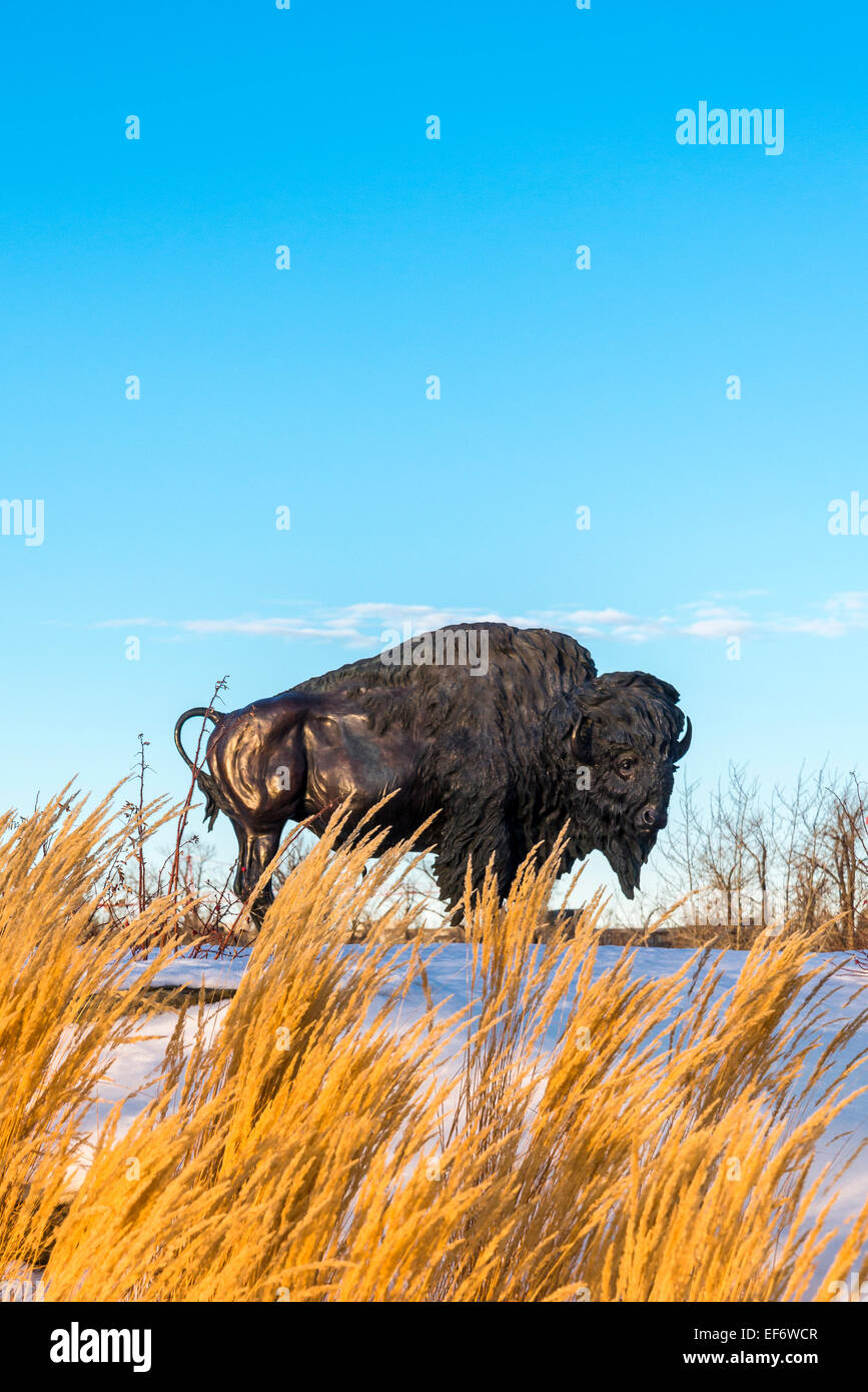 Büffel (Bison) Statue / Skulptur, Fort Calgary (RCMP Museum), Calgary, Alberta, Kanada Stockfoto