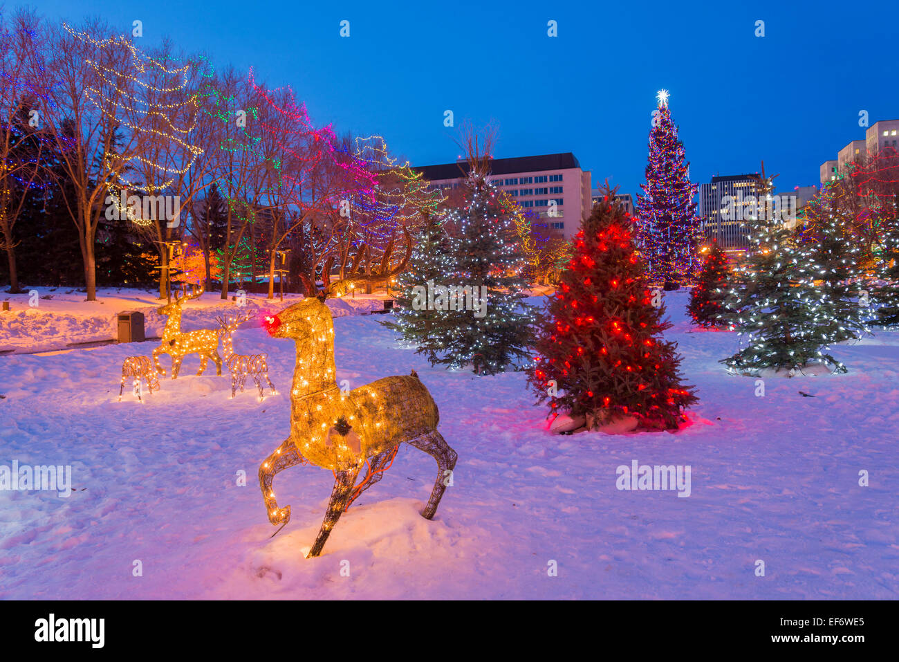 Weihnachten-Display mit Rudolph das rote gerochene Rentier, Legislature Grounds, Edmonton, Alberta, Kanada Stockfoto