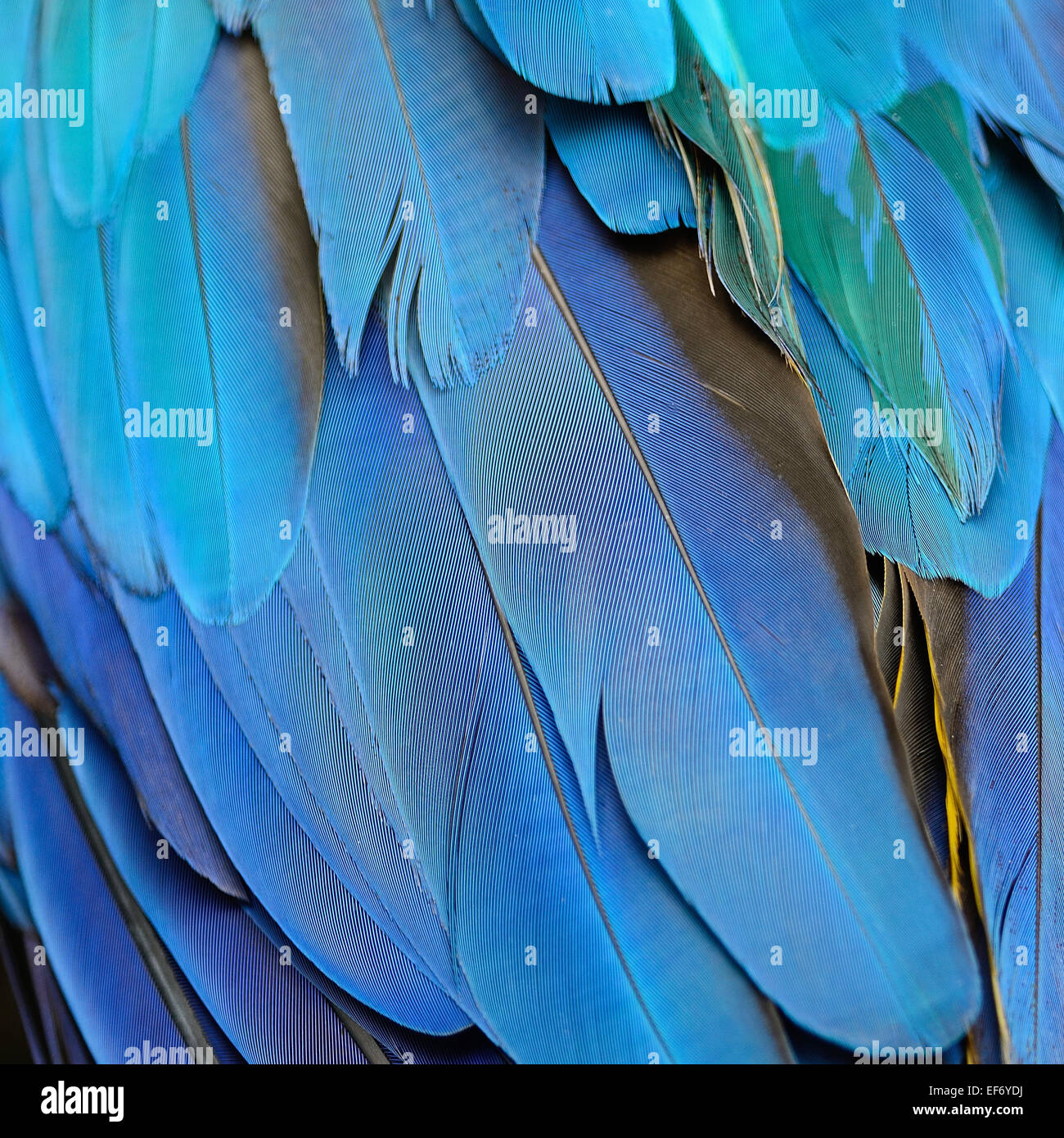 Blaue Federn, blau und Gold Ara Federn Hintergrundtextur Stockfoto
