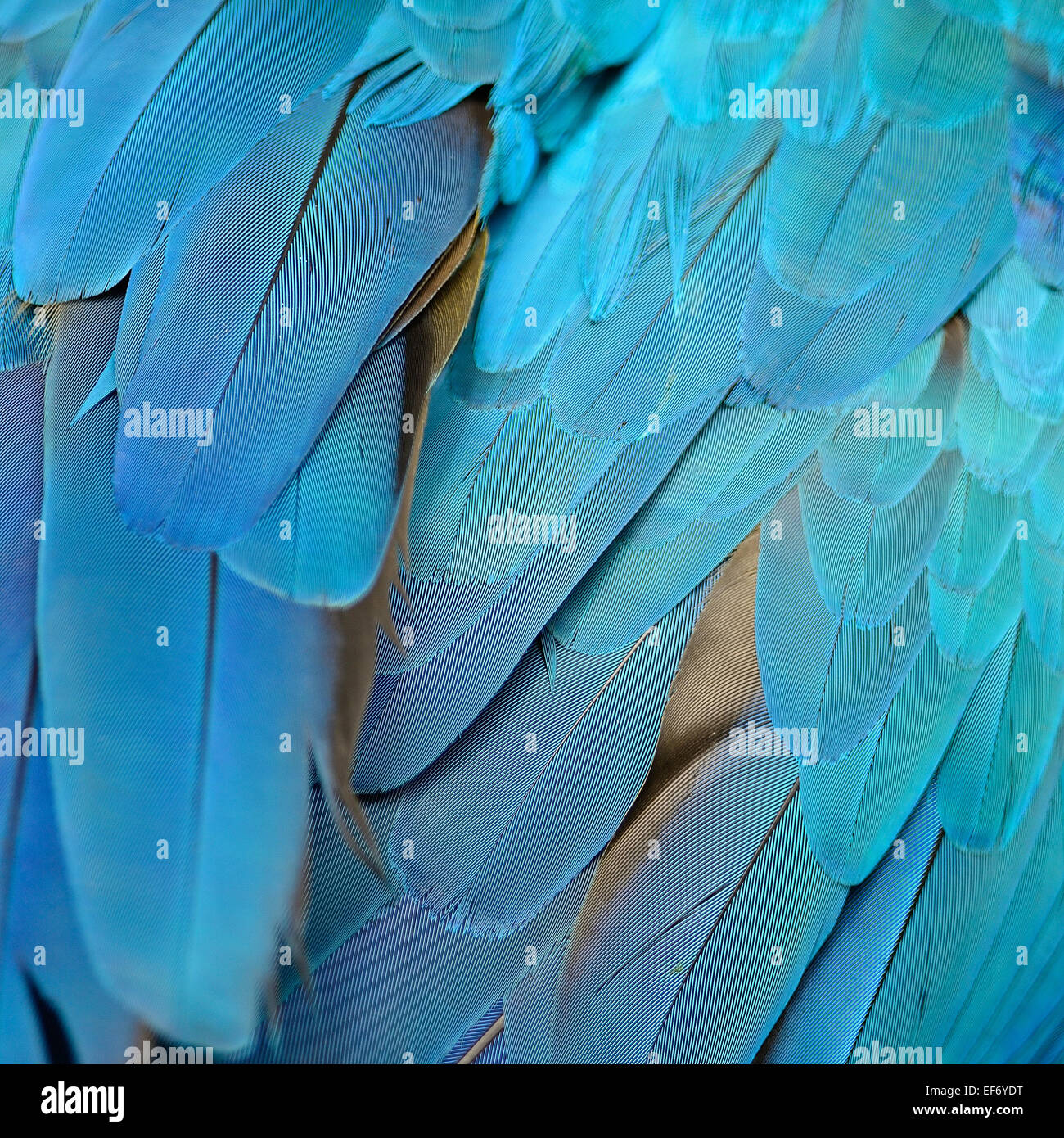 Blaue Federn, blau und Gold Ara Federn Hintergrundtextur Stockfoto