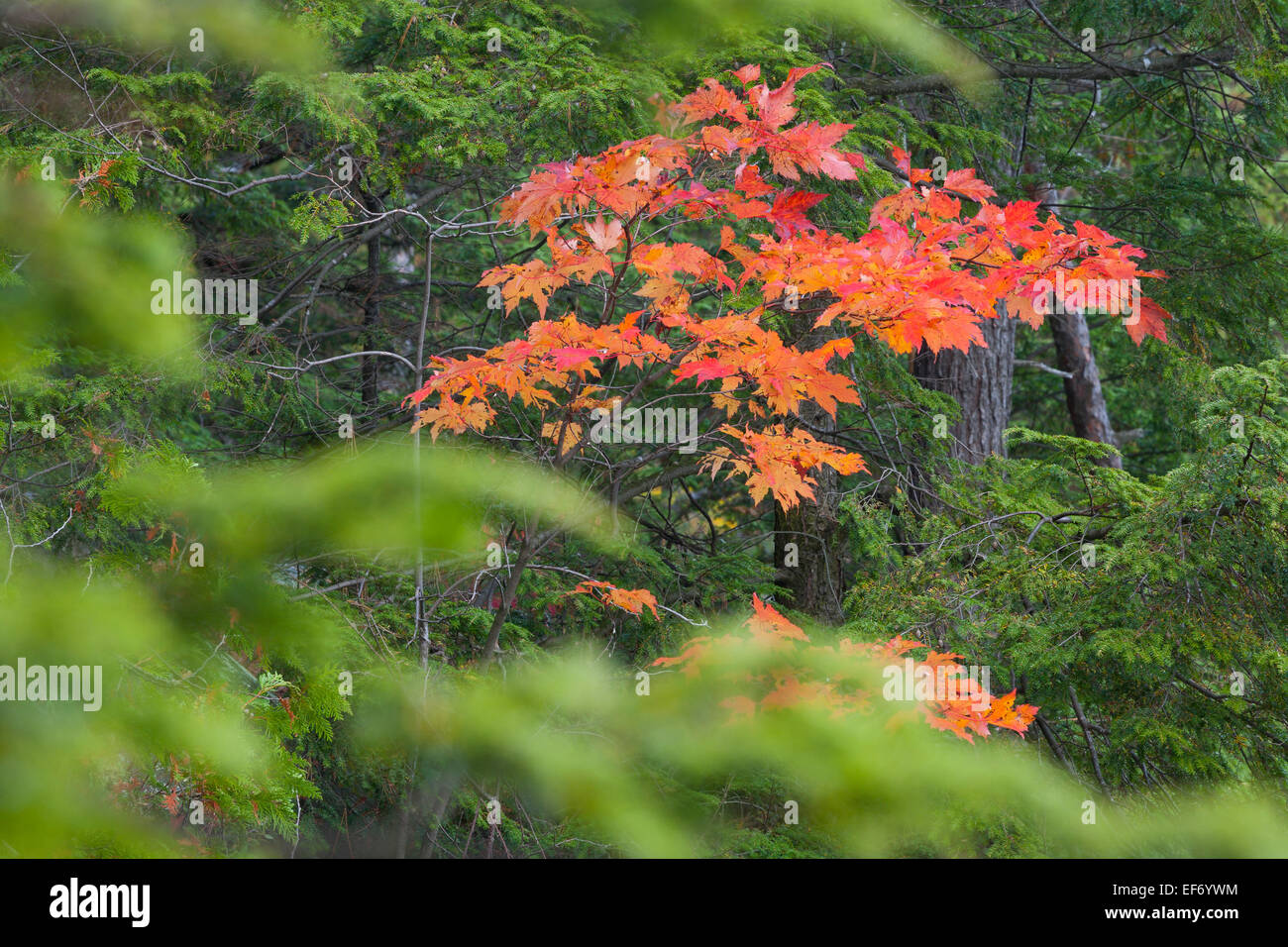 Rote Ahornblätter stossen durch eine ansonsten grünen Wald in Killarney Provincial Park, Ontario, Kanada. Stockfoto