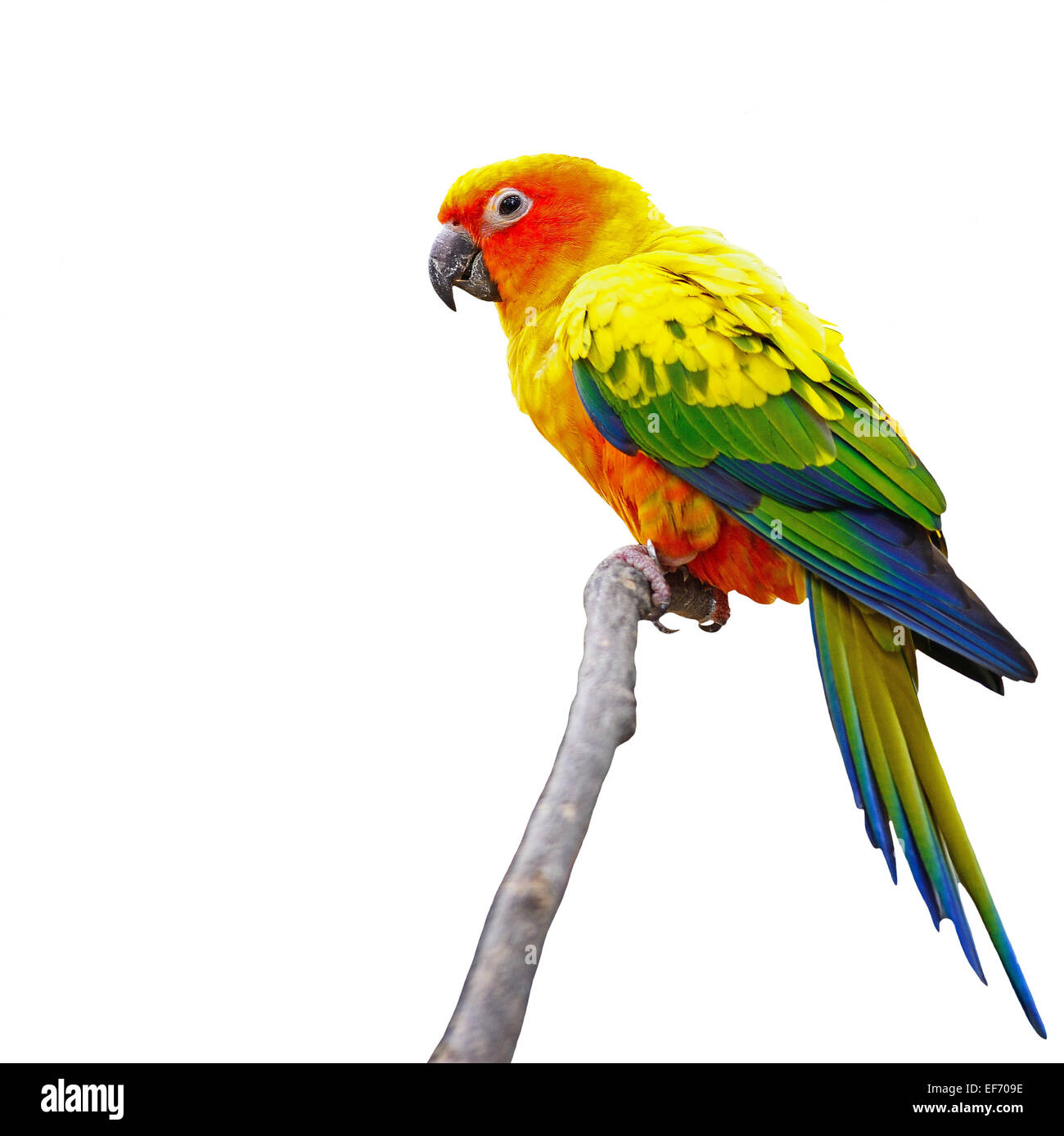 Schöne bunte Papagei, Sun Conure (Aratinga Solstitialis), goldgelben Gefieder und Orange gespült Unterseite und Gesicht, iso Stockfoto