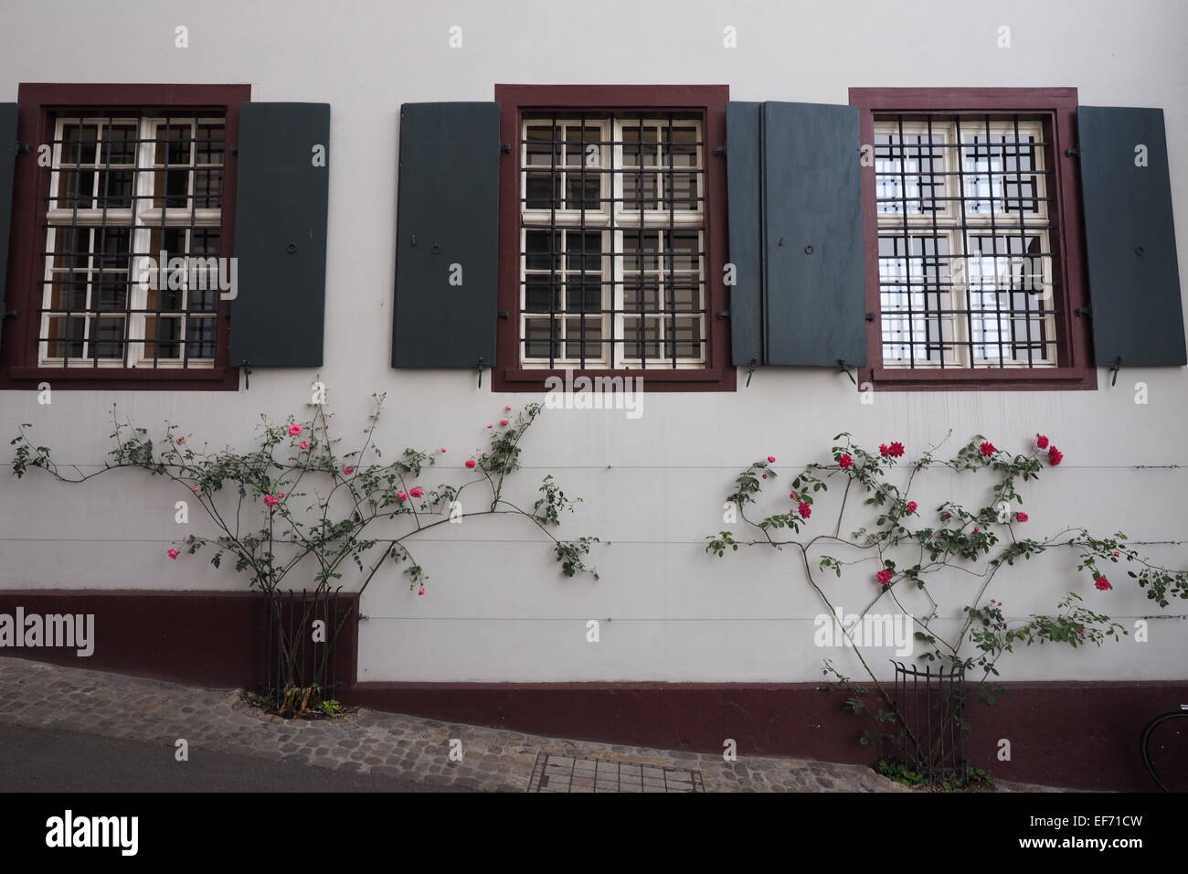 Zwei schleichende Rosenbusch unter Fensterläden. Stockfoto