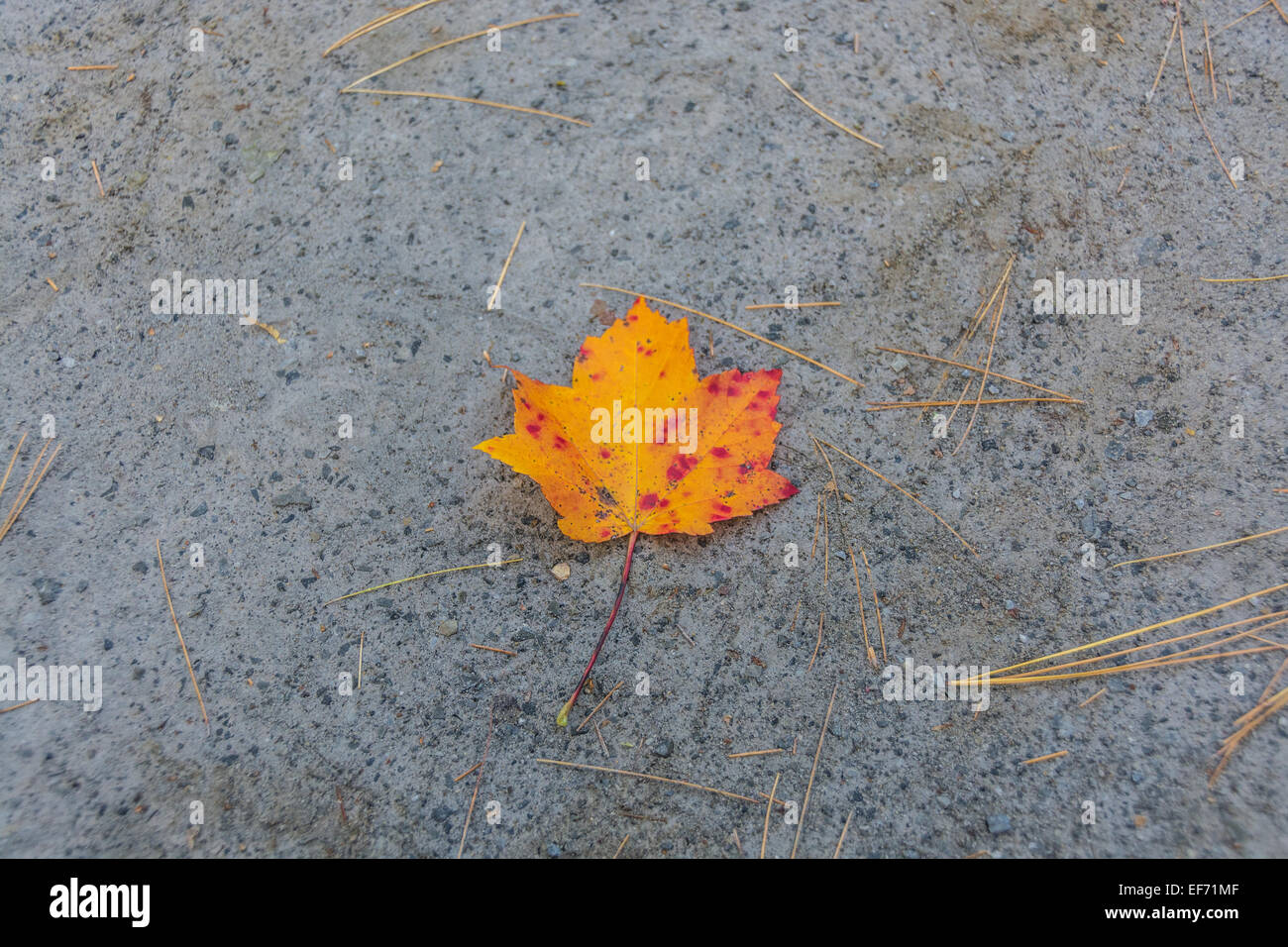 Eine orange und rote gefallenen Ahornblatt auf kompakte Schotter. Stockfoto