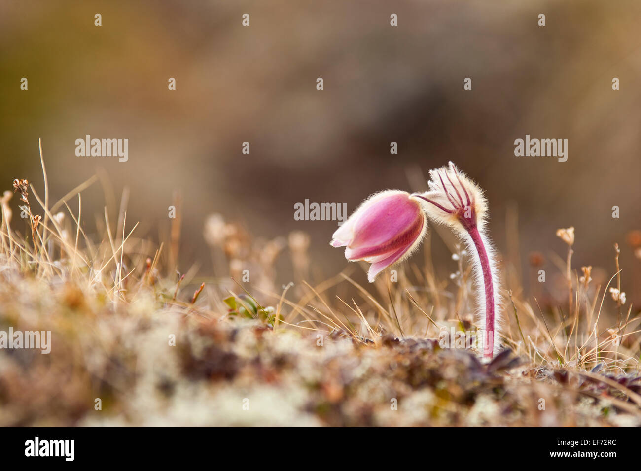 Frühlings-Kuhschelle Stockfoto