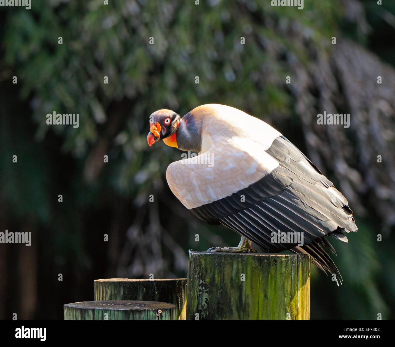 König Geier, Sarcoramphus papa Stockfoto