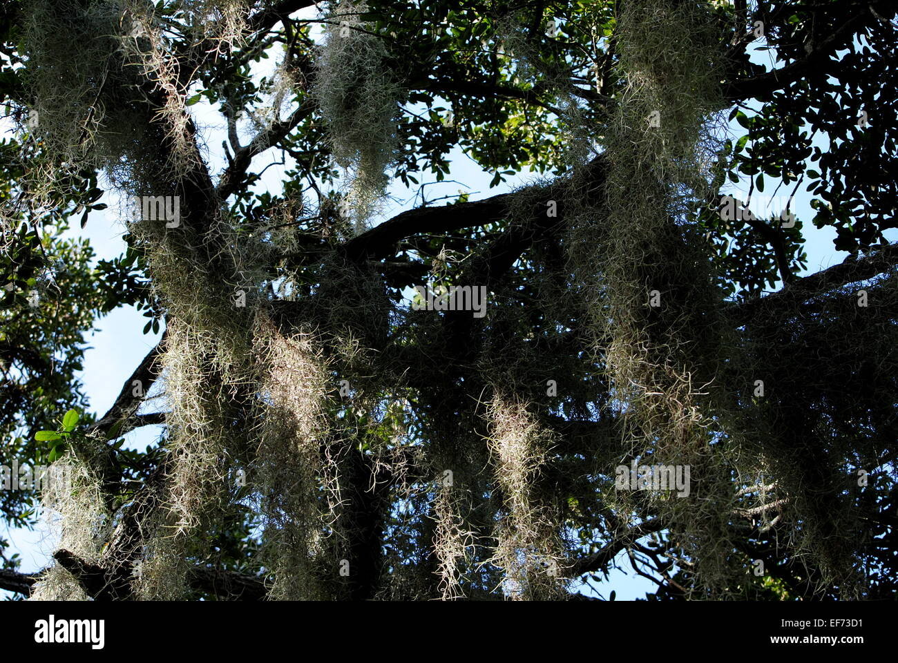 Spanish Moss, eine Mischung aus guten und schlechten, wächst in den Bäumen, um Küstengebiete, Florida, U.S.A. Stockfoto