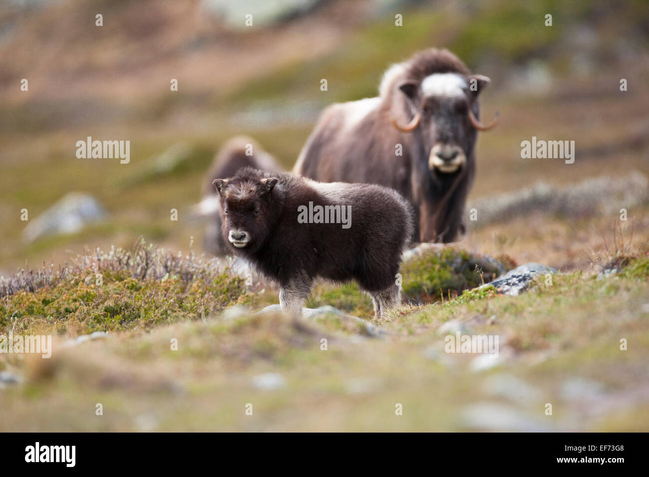 Weibliche Moschusochsen ein Kalb Stockfoto