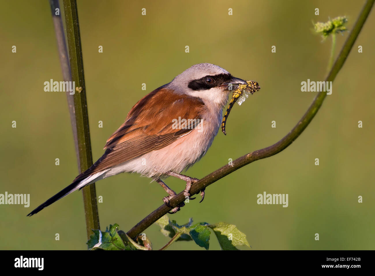 Neuntöter (Lanius Collurio), Männlich, mit Libelle Beute, Sachsen-Anhalt, Deutschland Stockfoto