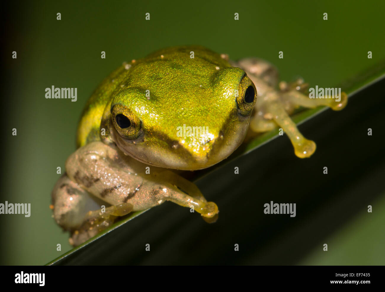 Dumeril Bright-eyed Frog (Boophis Tephraeomystax), Sambava, Nordosten Madagaskars, Madagaskar Stockfoto