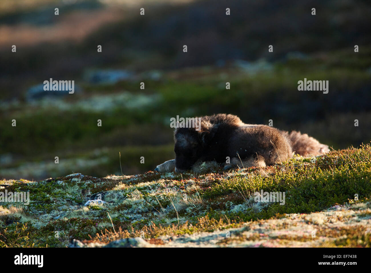 Moschusochsen Kalb schlafen Stockfoto