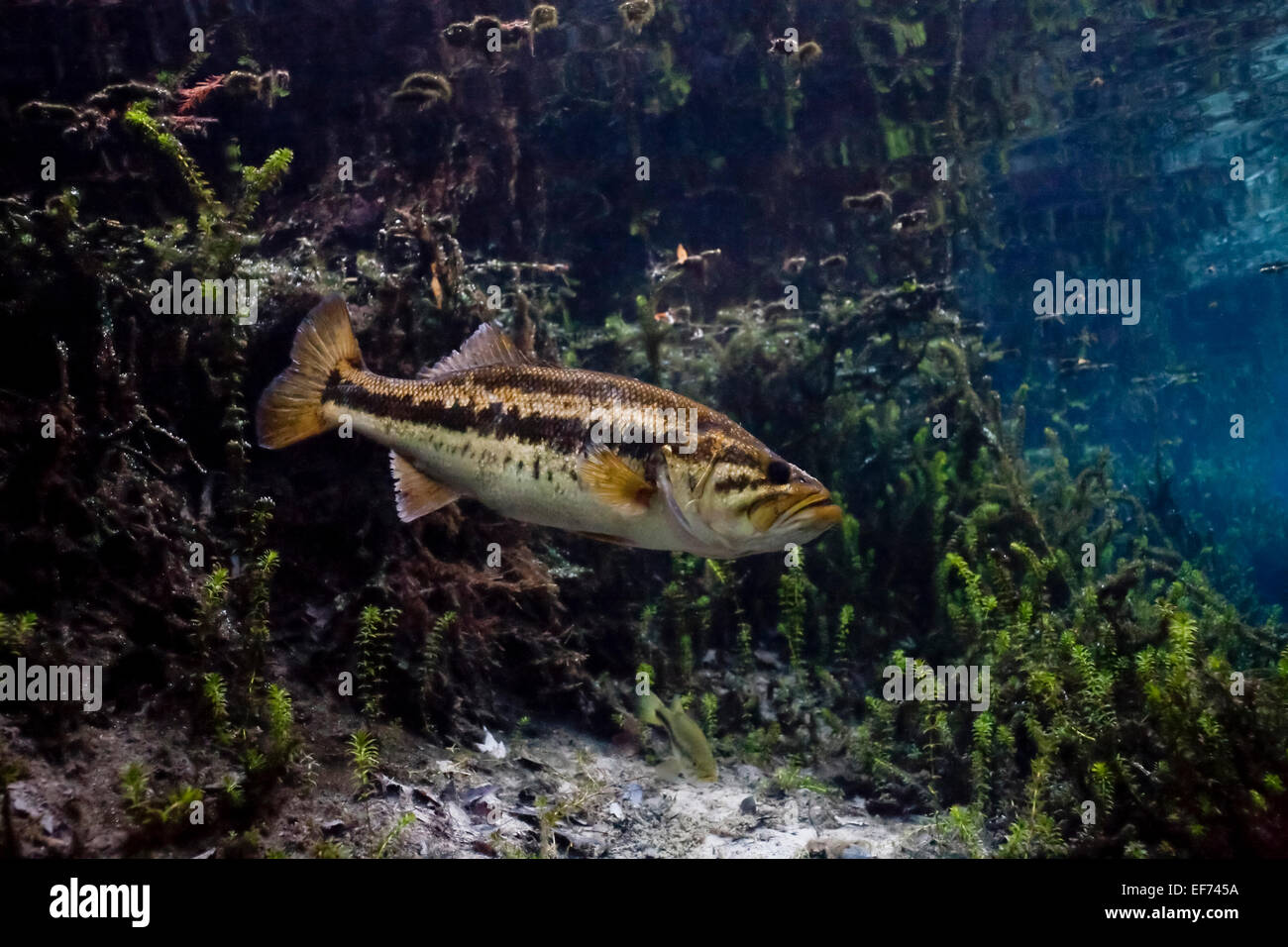 Forellenbarsch (Micropterus Salmoides) in Santa Fe River, Florida, Vereinigte Staaten von Amerika Stockfoto