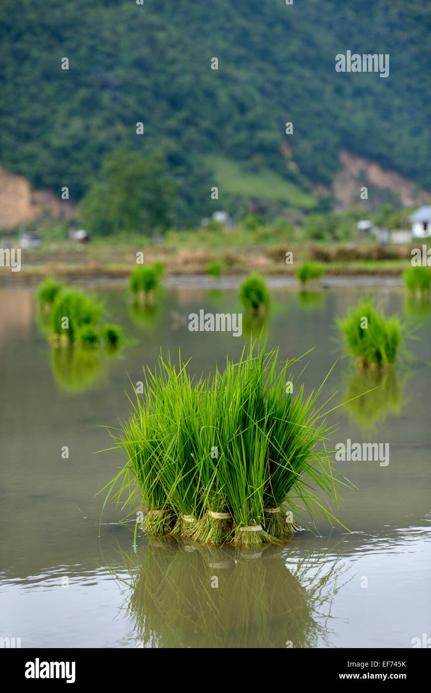 Reis-Sämlinge in einem überfluteten Reisfeld Lam Teungo, Unterbezirk Rozma, Aceh, Indonesien Stockfoto