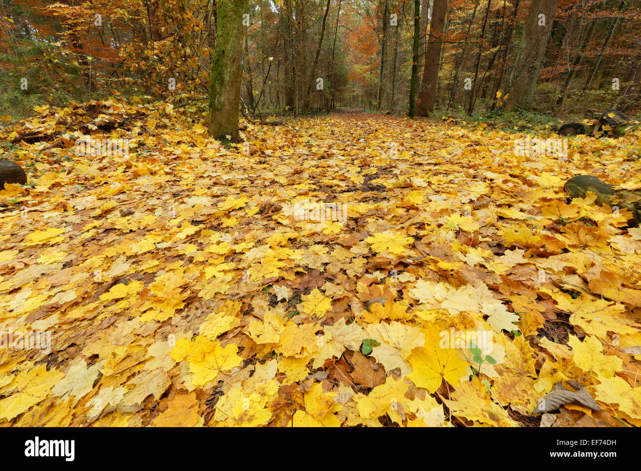 Gelbe Ahorn-Blätter, herbstliche Forststraße, Fluss Isar, Geretsried, Upper Bavaria, Bavaria, Germany Stockfoto