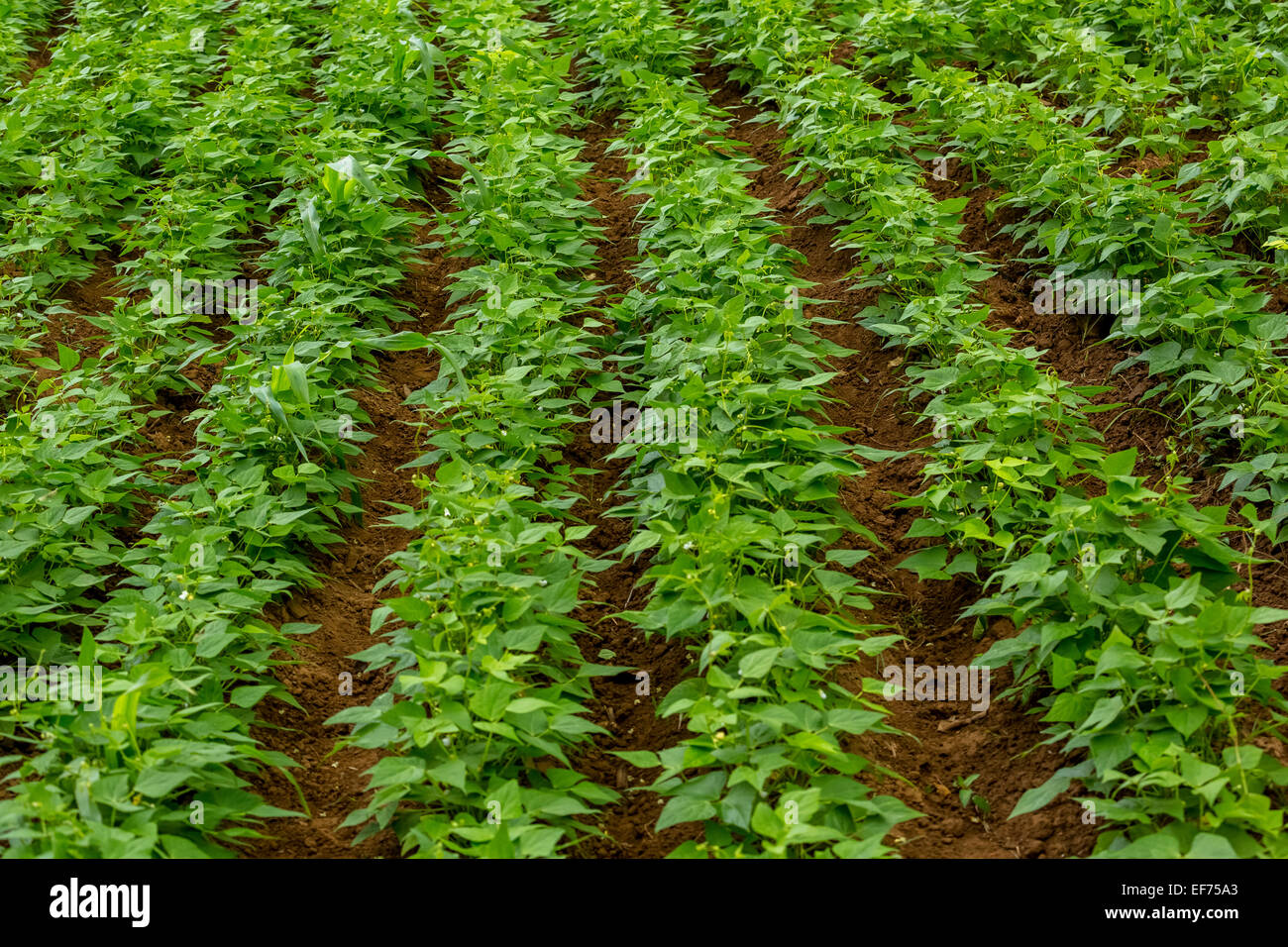 Pflanzen der Süßkartoffel (Ipomoea Batatas), Bereich der Süßkartoffeln, Viñales, Provinz Pinar Del Rio, Kuba Stockfoto