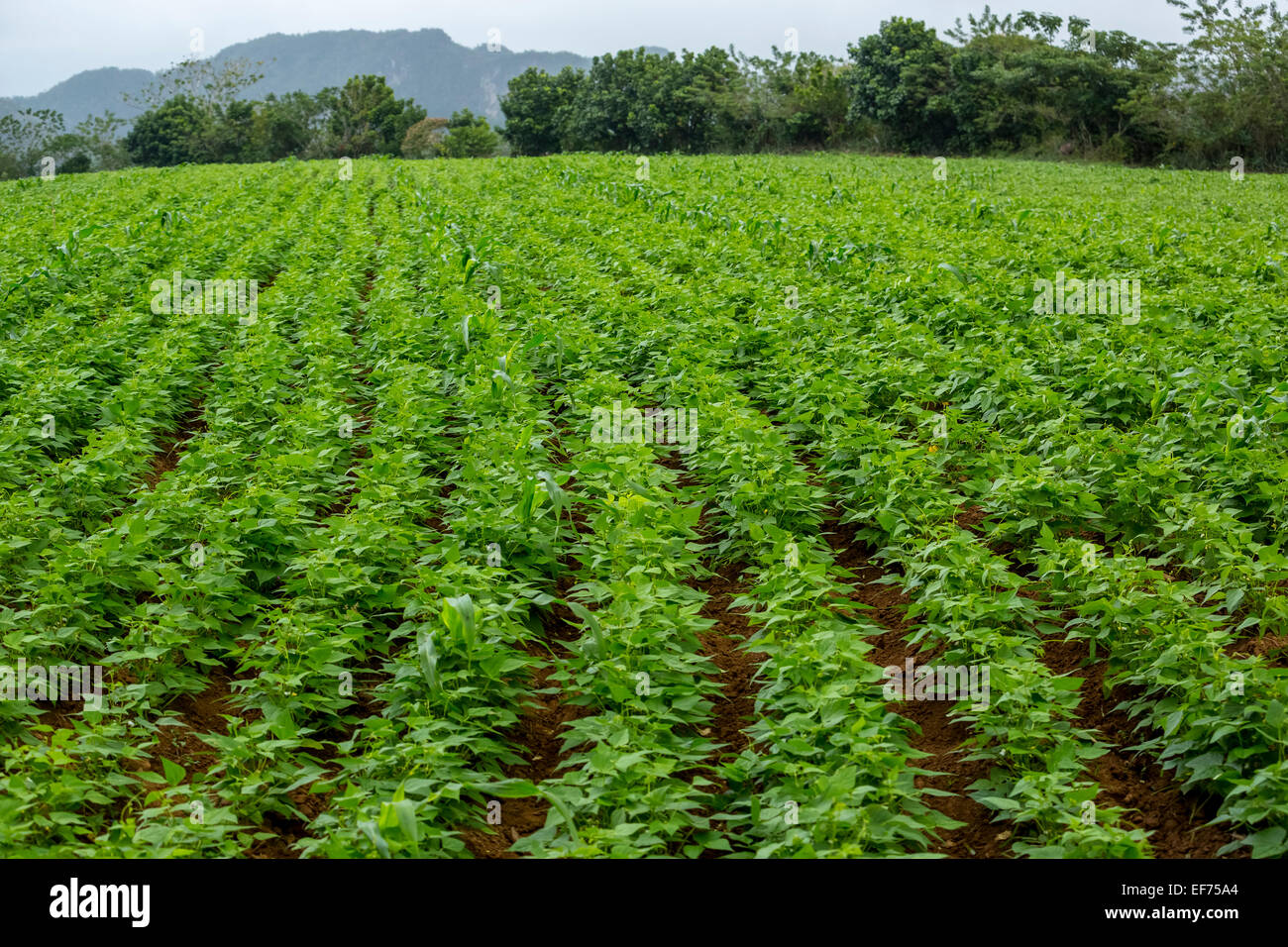 Pflanzen der Süßkartoffel (Ipomoea Batatas), Bereich der Süßkartoffeln, Viñales, Provinz Pinar Del Rio, Kuba Stockfoto