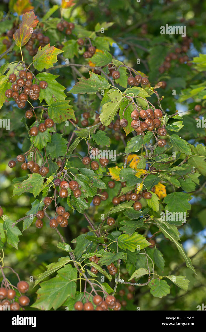 Elsbeere, Obst, Elsbeere, Elzbeere, Früchte, Sorbus Torminalis, Alisier Torminal Stockfoto