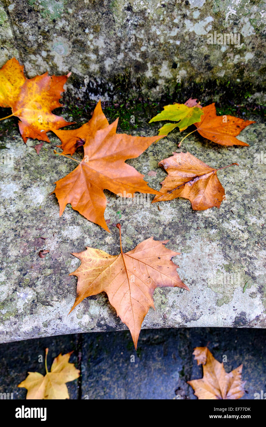 Blätter im Herbst Stockfoto