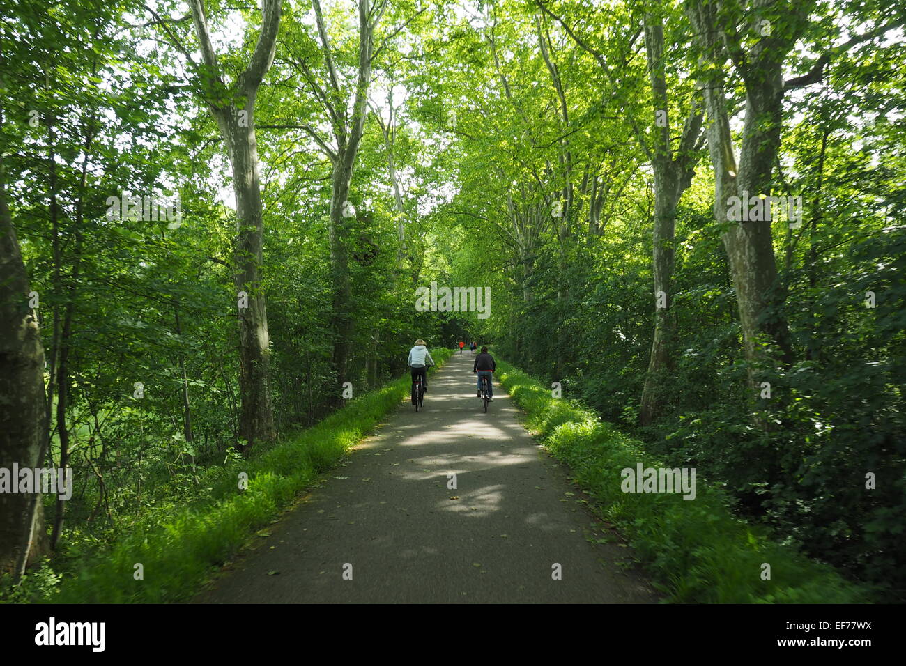 Freizeitradler und Jogger auf einem Pfad durch einen Wald., Stockfoto