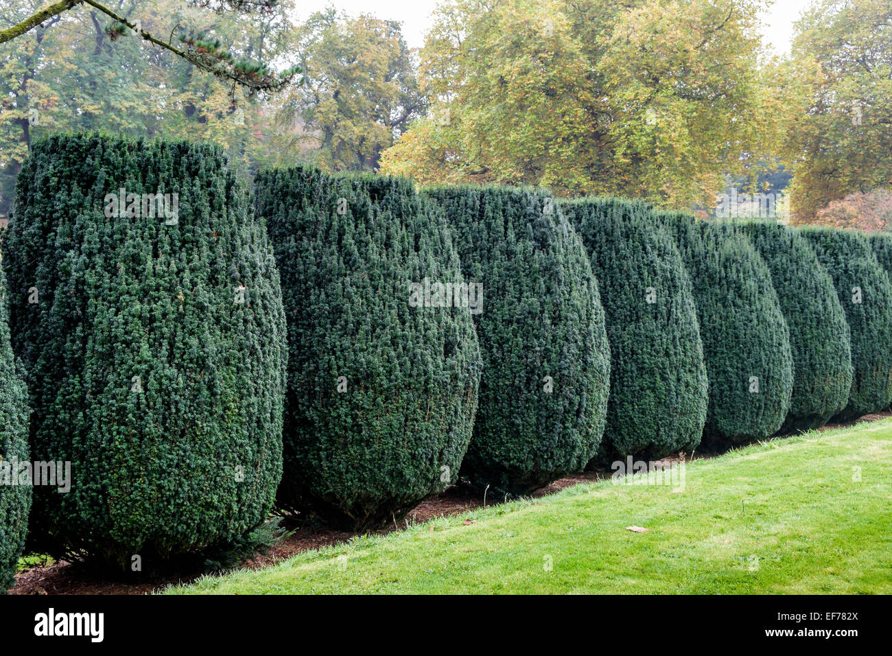 Reihe von geclippten Eiben im Herbst Stockfoto