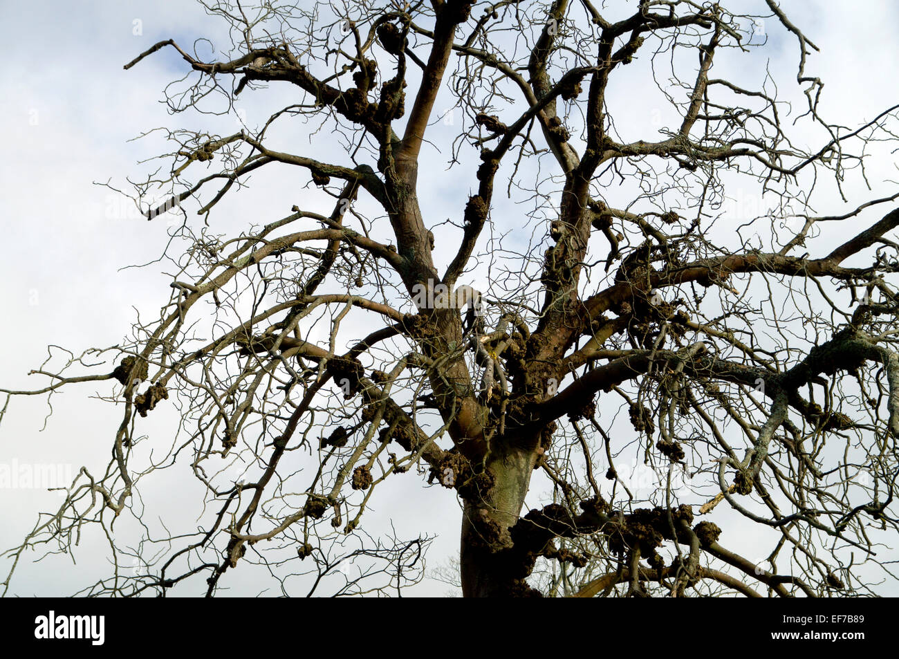 Schwarze Knoten Baum Ableben, Wales. Stockfoto