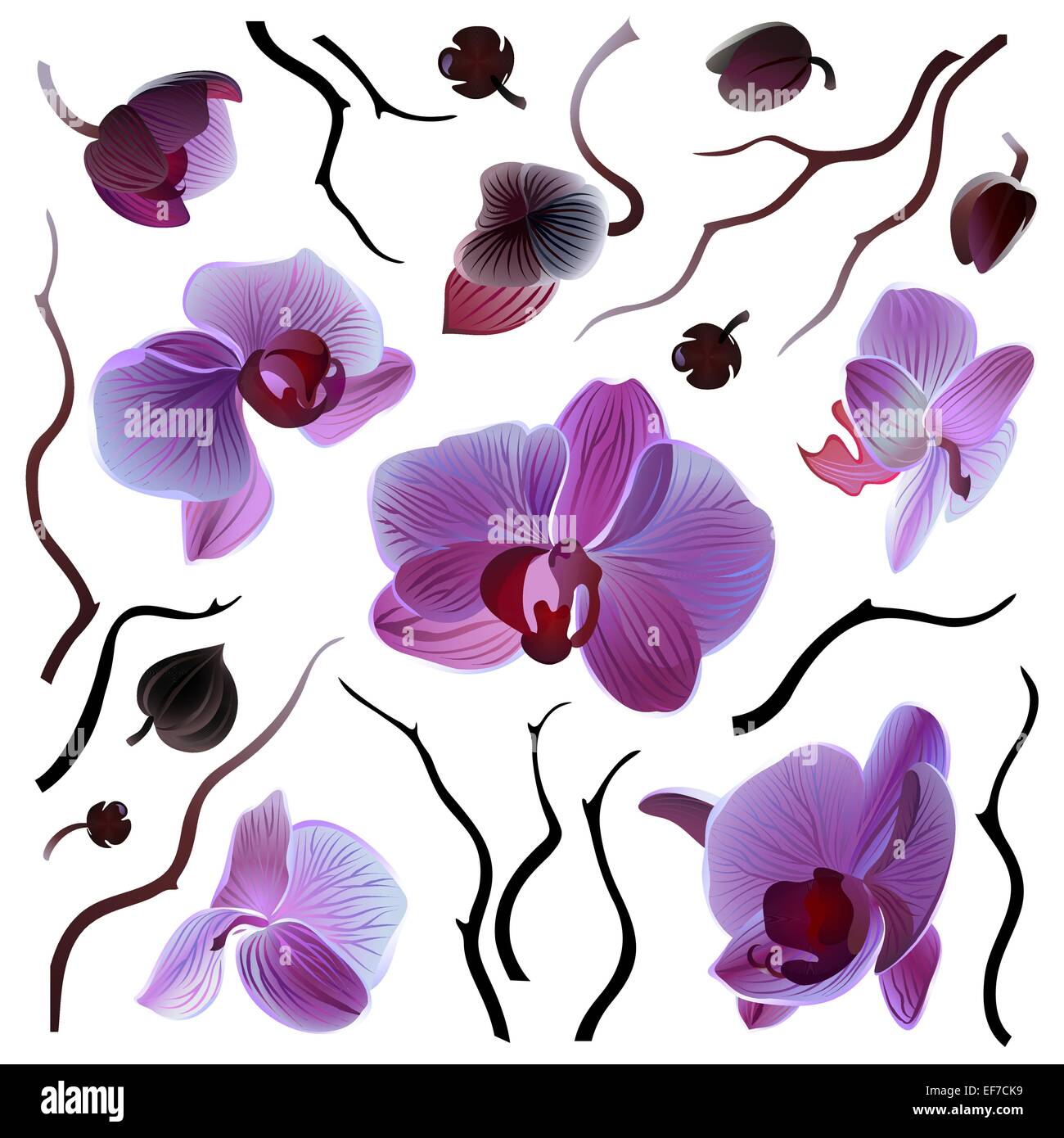 Satz von isolierten Vektor violette Orchideen und Niederlassungen für Ihr design Stock Vektor