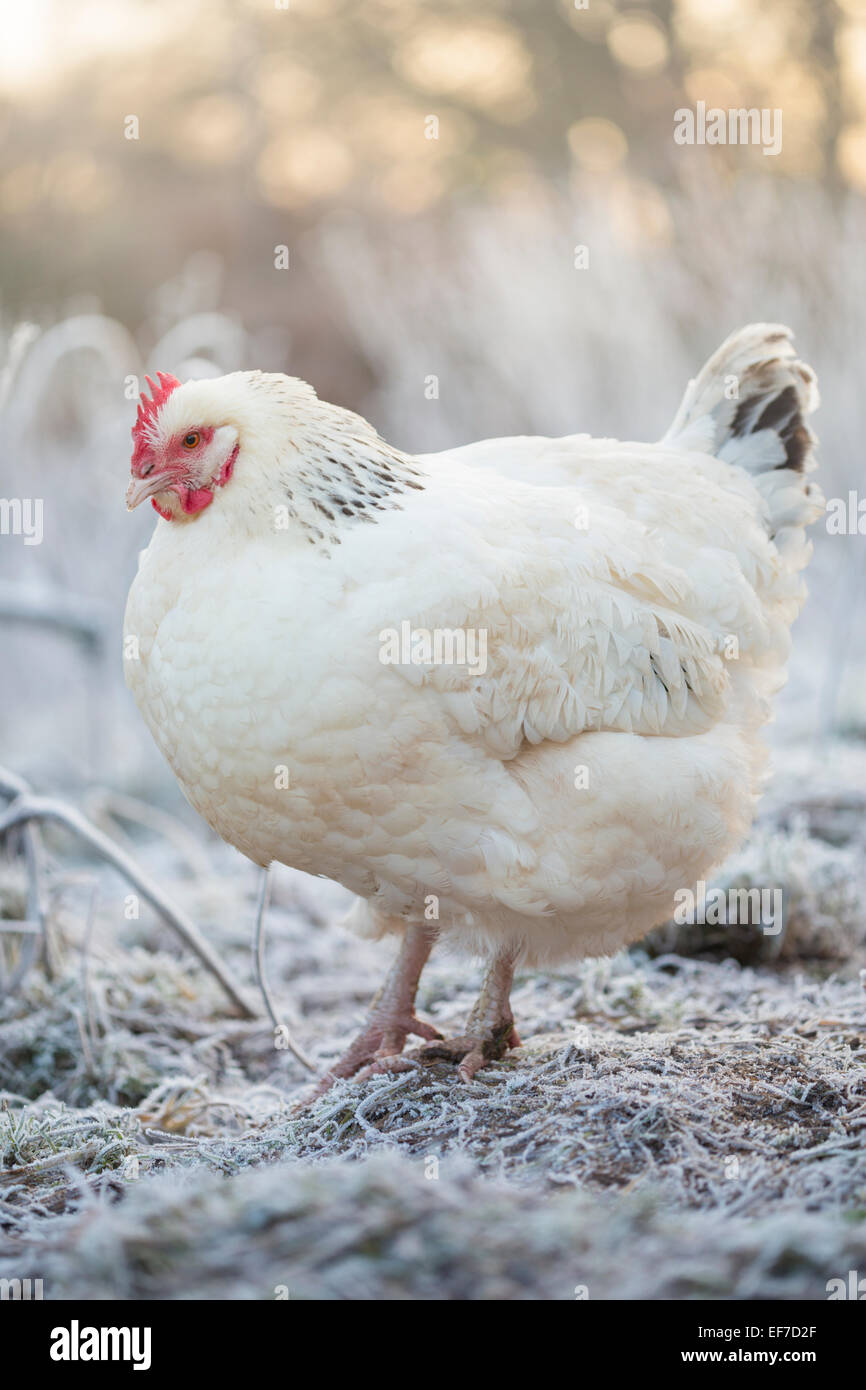 Freilaufenden Hühner Hühner. Stockfoto