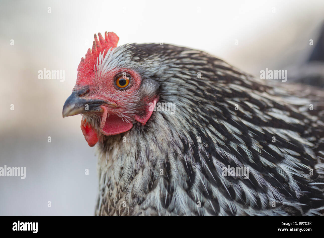 Freilandhaltung Henne Huhn. Stockfoto