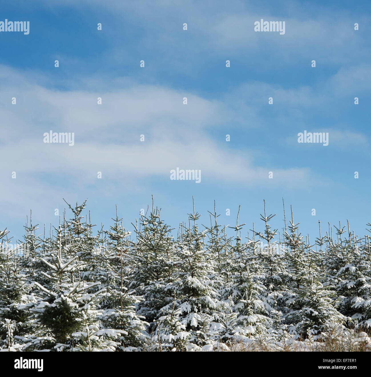 Schneebedeckte Pinien in Schottland Stockfoto