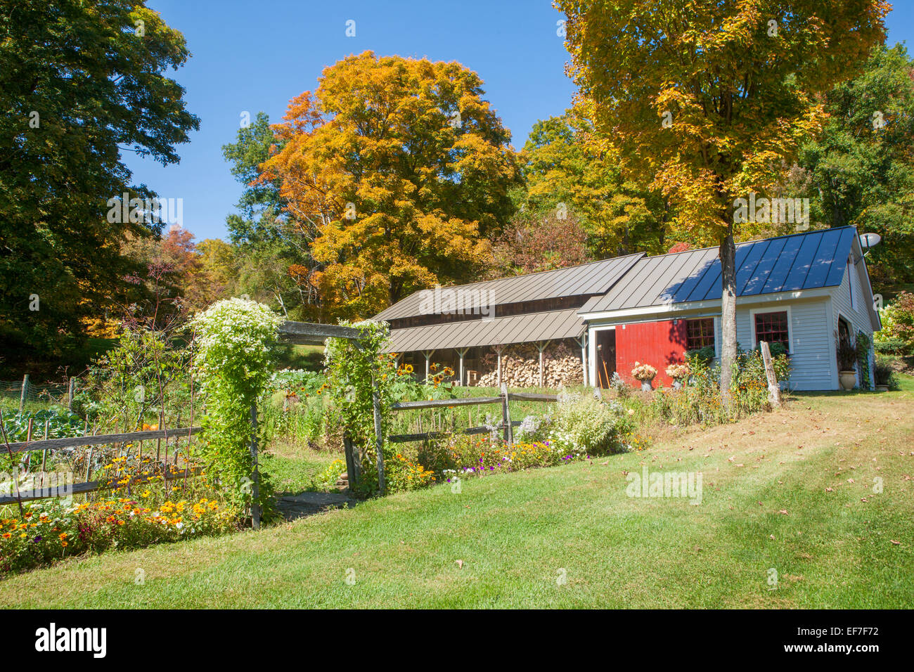 Herbst landschaftlich ein Cottage-Garten mit Holz-Zaun, Spalier, Holzschuppen und bunte Laub in Vermont, Vereinigte Staaten von Amerika. Stockfoto