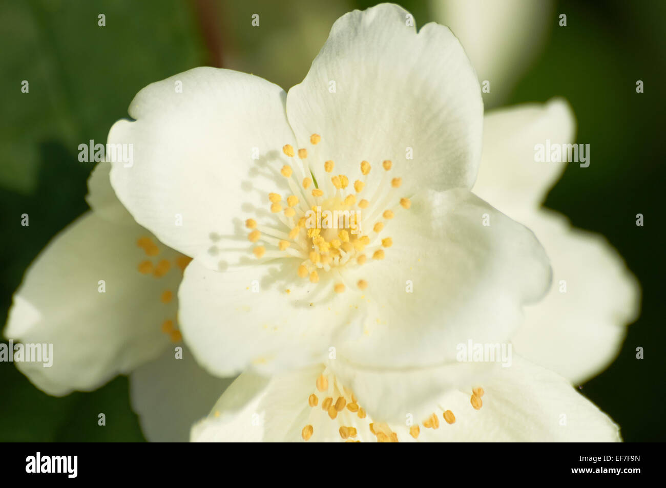 weißen Jasminblüten auf den Busch. Close-up Stockfoto